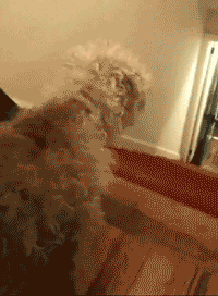 你看 我有很独特的下楼梯技巧