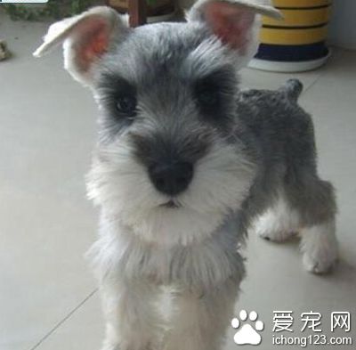 雪纳瑞口臭 去医院进行口腔检查