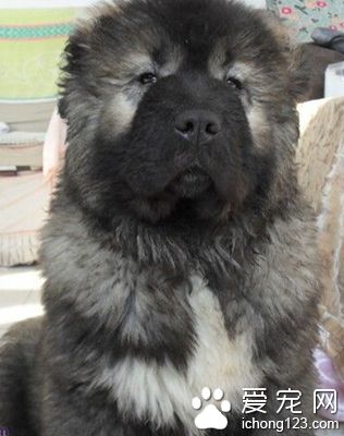 高加索犬厉害吗 身体要比藏獒大一些