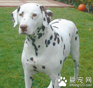 大麦町犬怎么样 比较适合家养的狗狗