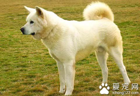 忠实的八公 秋田犬深受日本大众的喜爱