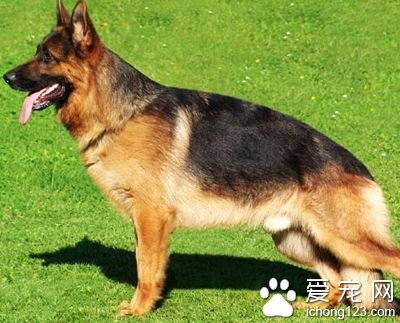 如何挑选德国牧羊犬 可以对它进行测试