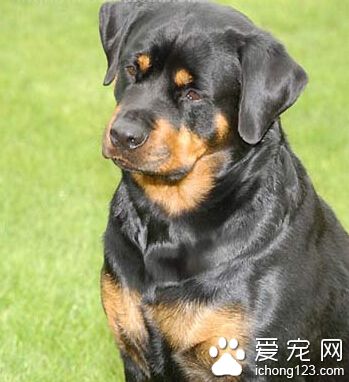 罗威纳犬可以长多大 防止罗威纳犬肥胖