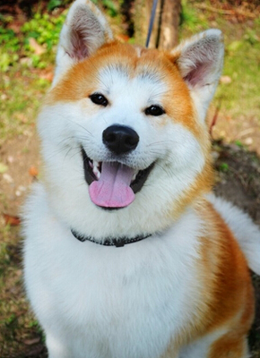 秋田犬幼犬多少钱 价格差异比较大