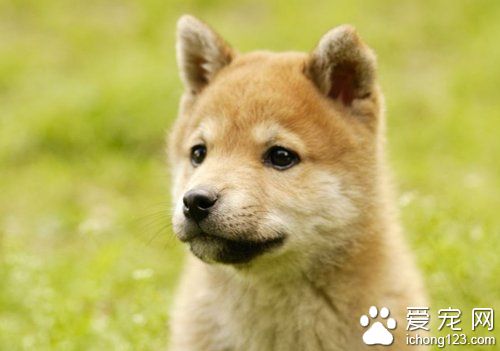 忠实的八公 秋田犬深受日本大众的喜爱