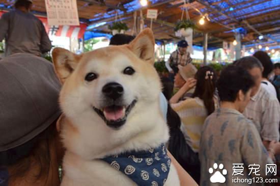 有爱的猫咪和它的好朋友柴犬环游日本之旅