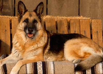 德国牧羊犬幼犬多少钱一只 乐于接受安排