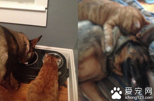 德国牧羊犬和虎斑猫咪成超級好朋友 场面温馨