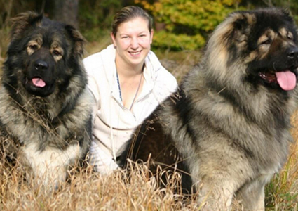 哪有卖高加索犬的 可以到网上宠物店逛逛