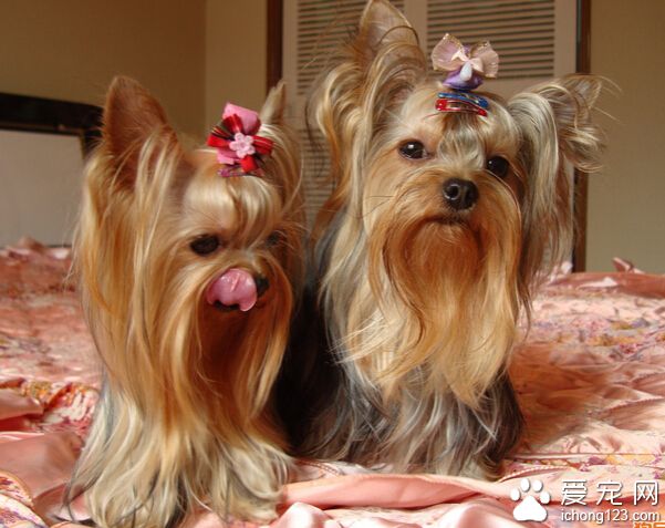 训练狗狗卧下 多利用近距离诱导的方法