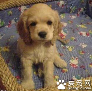 可卡怎么喂养 可卡幼犬的喂养方法