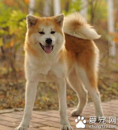 忠实的八公 秋田犬深受日本大众的喜爱