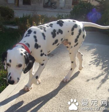 大麦町犬适合养吗 是不可缺少运动的犬种