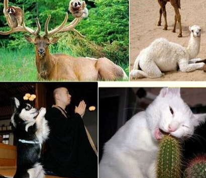 一些有灵性的动物