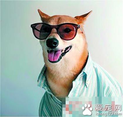 4岁柴犬博迪在时尚圈走红 “狗模”人样月入9万