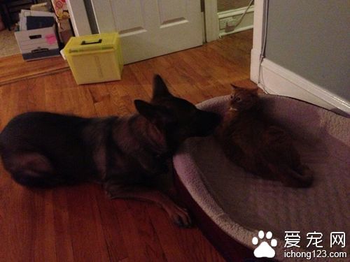 德国牧羊犬和虎斑猫咪成超級好朋友 场面温馨