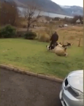 这些边牧好坏的 把小羊都教“狗”了