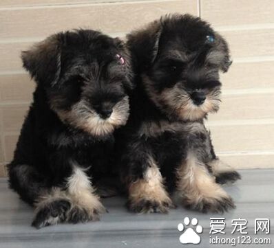 雪纳瑞驱虫 大部分幼犬都有肠道寄生虫