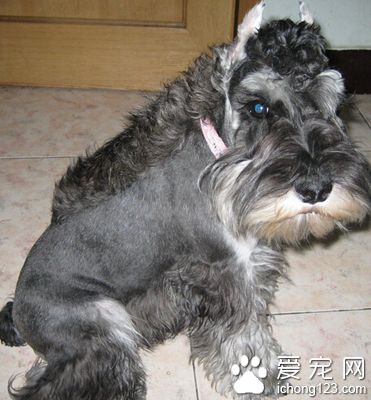 雪纳瑞怎么训练 训练雪纳瑞站立的方法