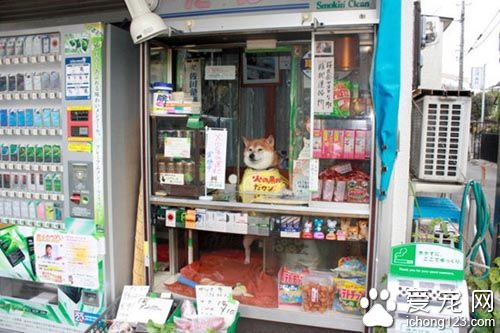 日本6岁柴犬帮主人看店卖香烟  受到了来自全世界的关注