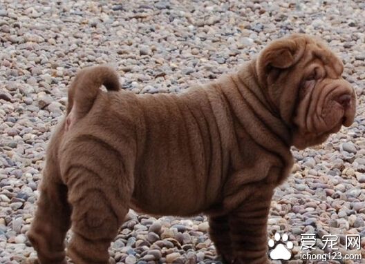 愣狗钻进死胡同 好心大爷帮其脱身