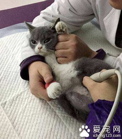 英国短毛猫突患腹膜炎 主人最终将其安乐死