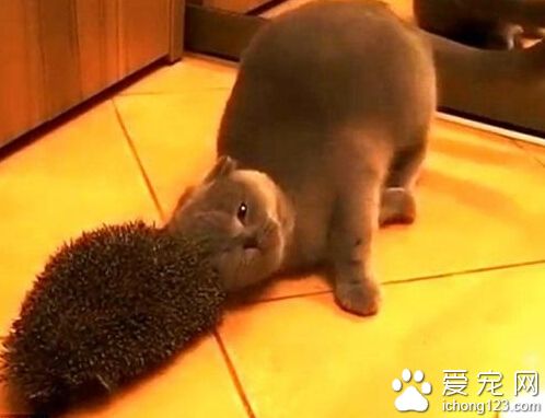 英国短毛猫用刺猬抓痒享受 萌态毕现网络爆红 