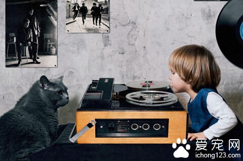 这只叫做TOM的英国短毛猫已经红遍全球了你还不认识它吗