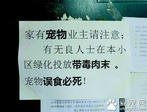 丧心病狂 一周内小区11条宠物狗被毒死