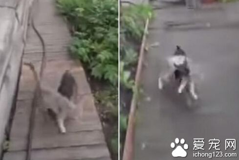 俄罗斯吉娃娃“背”猫咪回家 不屈不挠送回家