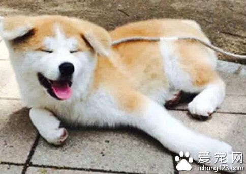 一岁还垂着耳朵的秋田 感觉萌萌哒