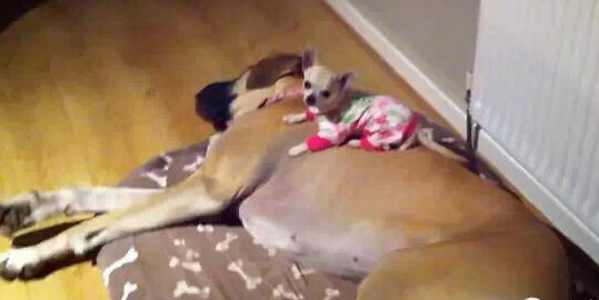 吉娃娃和它的丹麦猎犬软床 两只有爱相拥而眠