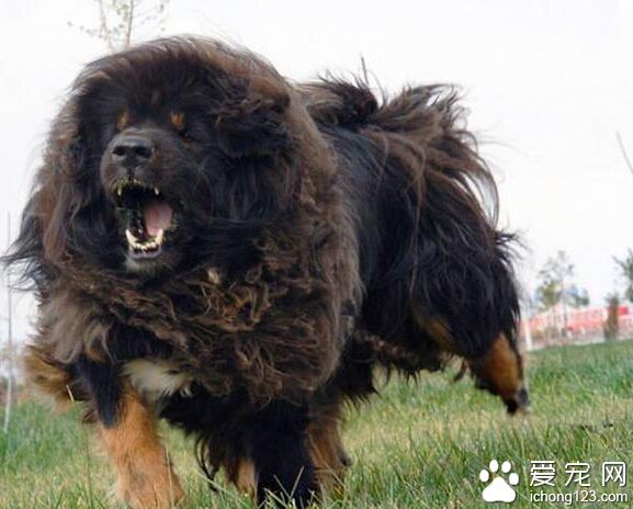 藏獒咬人中6枪仍未死亡 警方用冲锋枪将其击毙