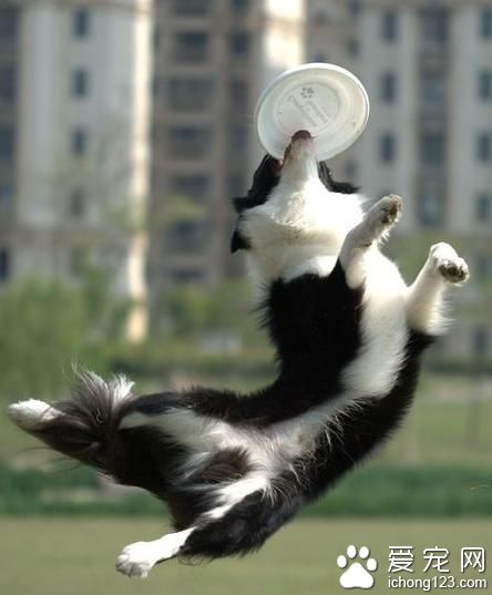 狗狗飞盘训练 飞盘训练不利于幼犬成长