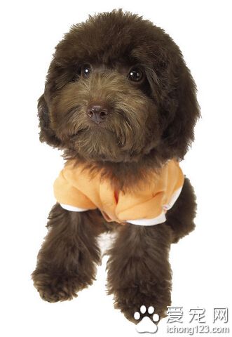 狗狗多大可以开始训练 幼犬对外界充满好奇和探索