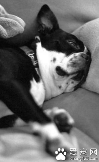 波士顿梗怎样训练 智商排名中仅是第五十四