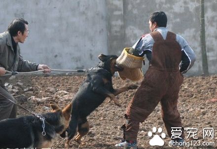 训练狗狗扑咬 扑咬有风险主人需谨慎
