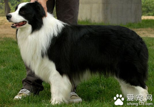 男子抱走路边牧羊犬 狗狗价值10万男子被拘