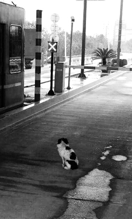 出游主人要细心 边牧在收费站上演“忠犬八公”故事