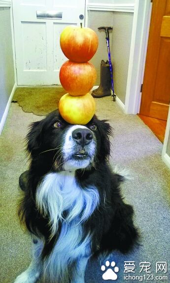 边境牧羊犬平衡感超好 人看到自愧不如