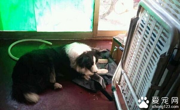 鞋店老板捡到一条“边牧”  忙着帮它寻主人