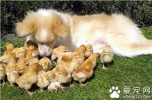 四个月边境牧羊犬爱心泛滥 给27只小鸡当“奶妈”