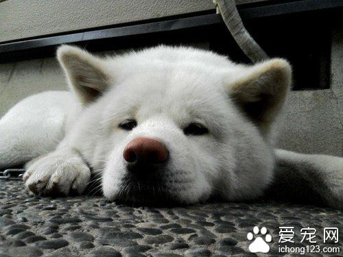 忠实的八公 秋田犬深受日本大众的喜爱