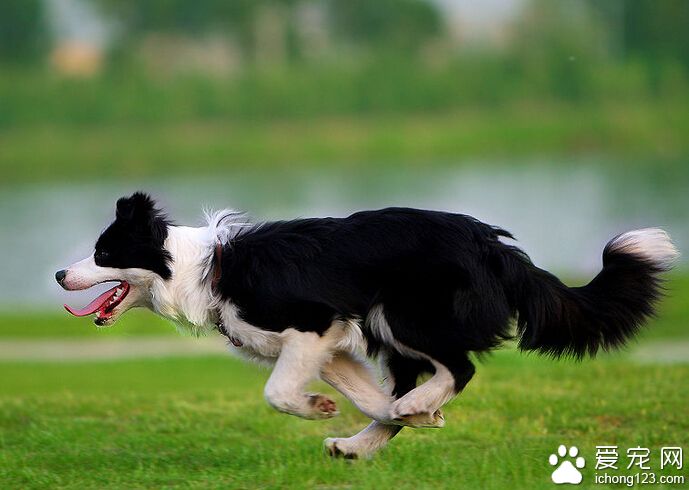 边境牧羊犬掉入窨井 消防队下井救狗