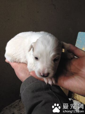 黑白花边境牧羊犬竟生下纯白小“雪莲”