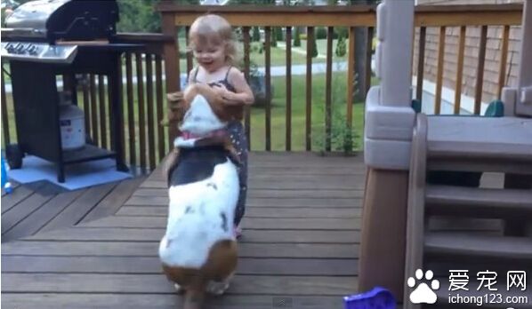 巴吉度猎犬挥动“小短腿” 邀请小主人共舞
