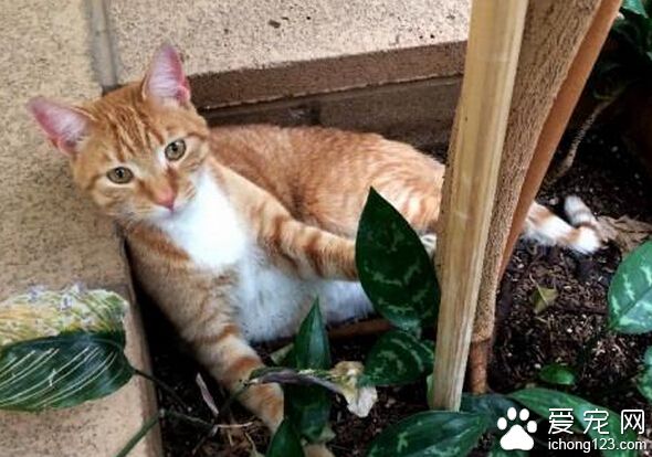 猫咪在外漂泊两年 终于在3200公里找到