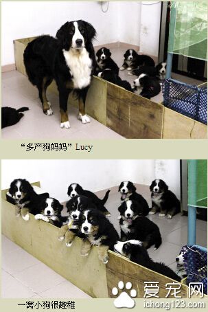 英雄伯恩山犬妈妈一胎生下11只小崽