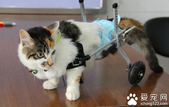 “猫坚强”摘除内脏 装假肢学走路