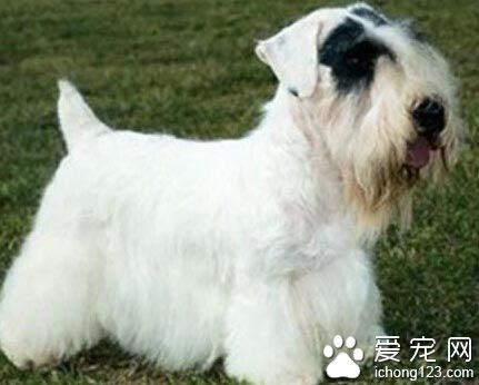 西里汉梗如何训练 幼犬易接受训练